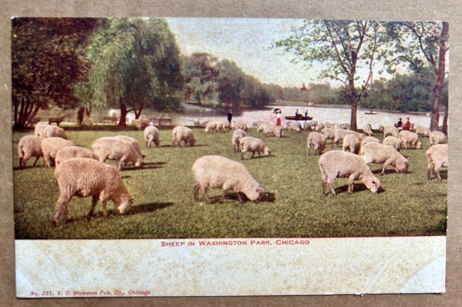 SHEEP IN WASHINGTON PARK, CHICAGO undivided back. Unposted Vintage Postcard