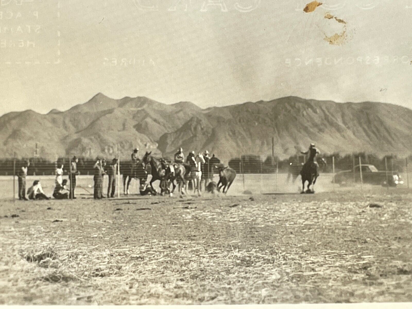 T8 RPPC Photo Postcard Cowboy Action Shot Roping Cattle 1910-30's