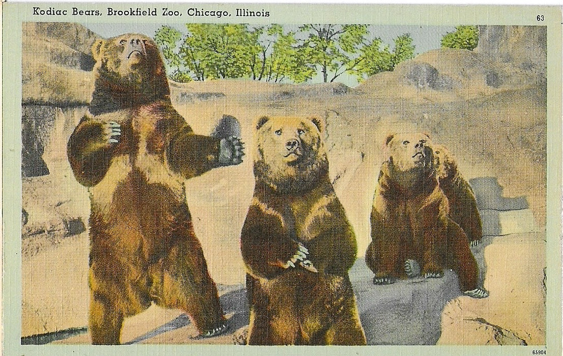 Kodiac Bears, Brookfield Zoo, Chicago Illinois Vintage Postcard