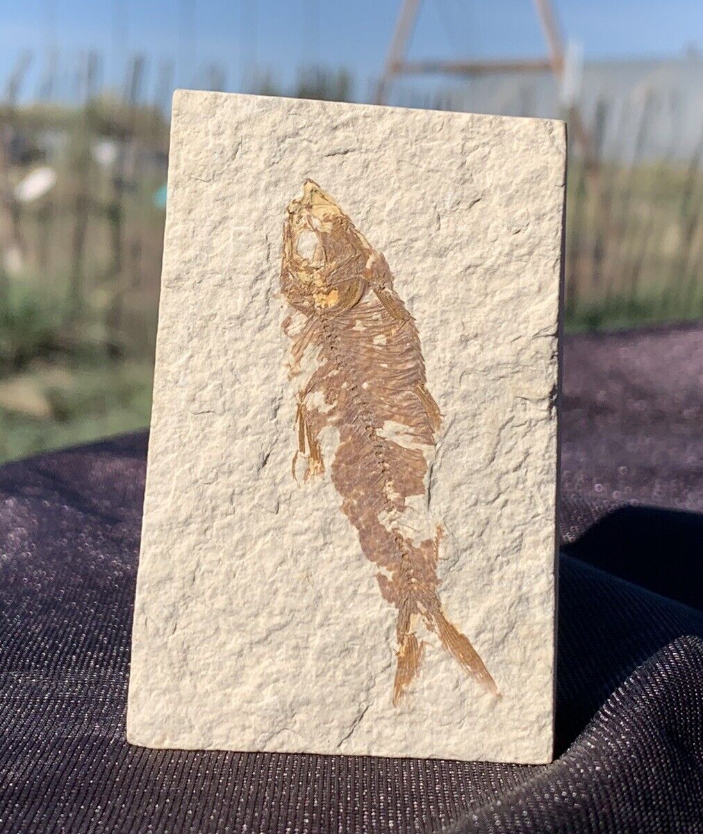☘️RR⛏: Wyoming Fish Fossil, Slabbed, Green River Formation, 3”