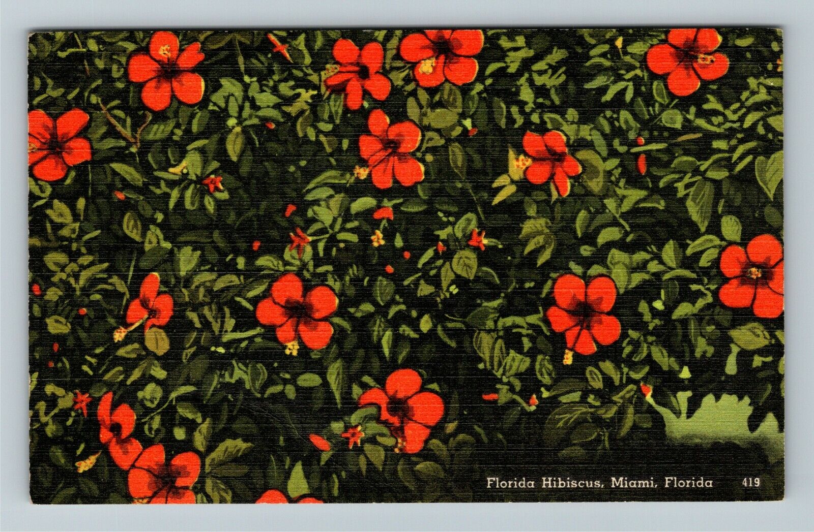 Miami FL-Florida, Florida Hibiscus Vintage Souvenir Postcard