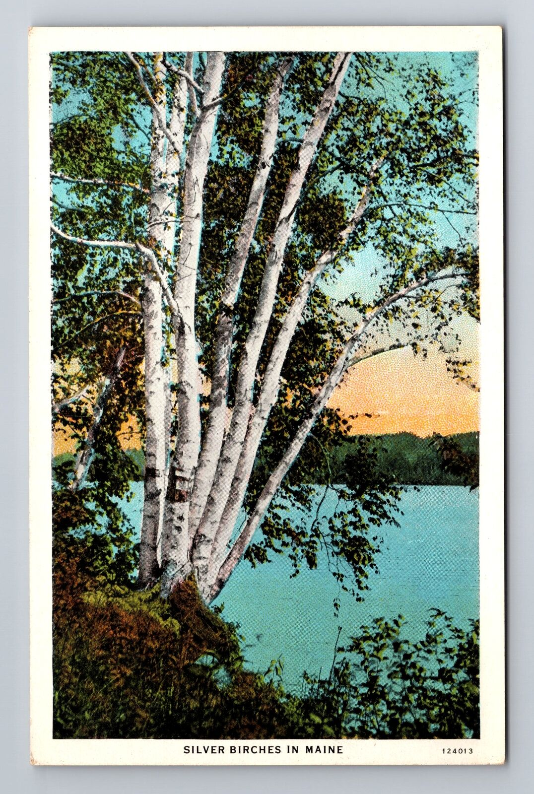 ME-Maine, Beautiful Silver Birch Trees, Scenic Lake View, Vintage Postcard