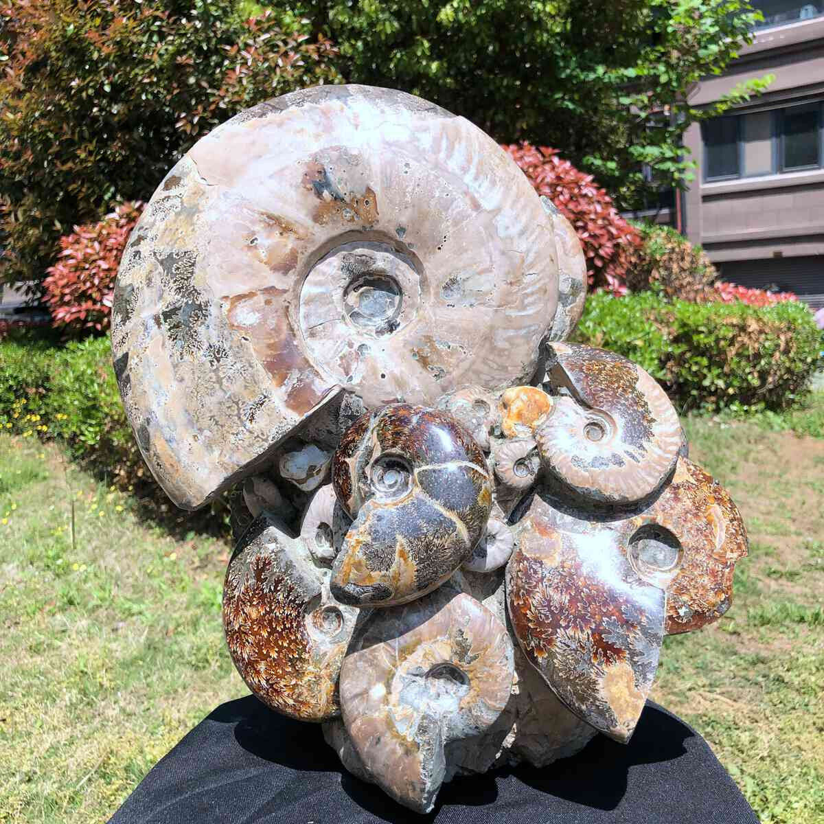 18.4KG Huge Natural Beautiful ammonite fossil conch Crystal specimen heals 1243