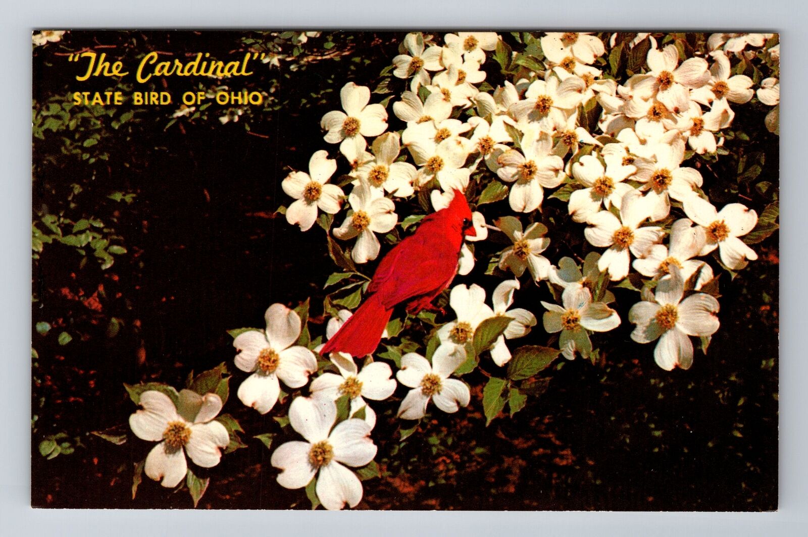 OH-Ohio, The Cardinal, State Bird, Antique, Vintage Souvenir Postcard