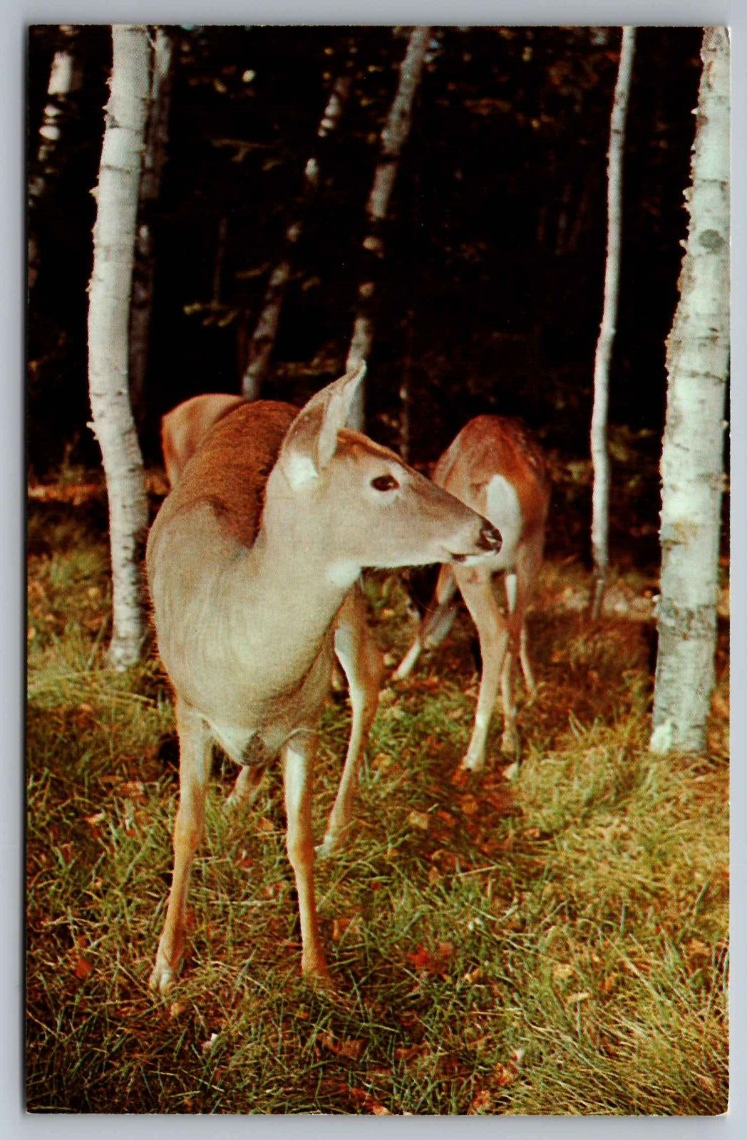 Postcard  Greetings from Crosslake Minnesota Deer in Woodlands    G 9