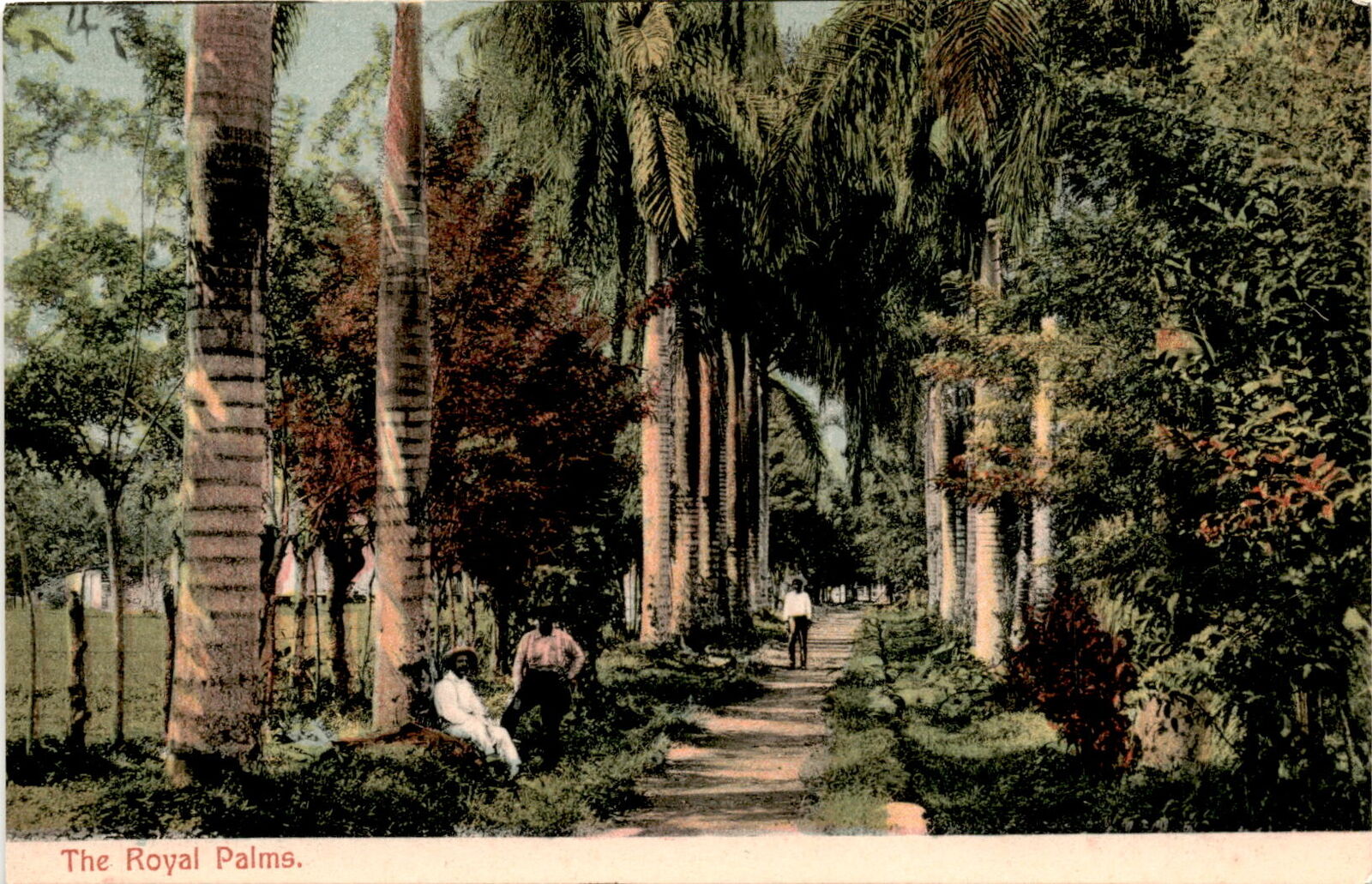 Royal Palms, Panama, I. L. Maduro Jr., landscapes, landmarks Postcard