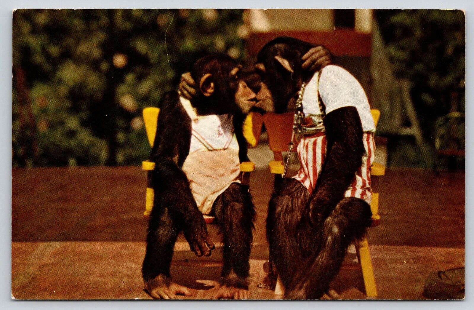 Postcard Kissing Chimps Monkey Jungle Miami Florida Chimpanzee Pan troglodytes