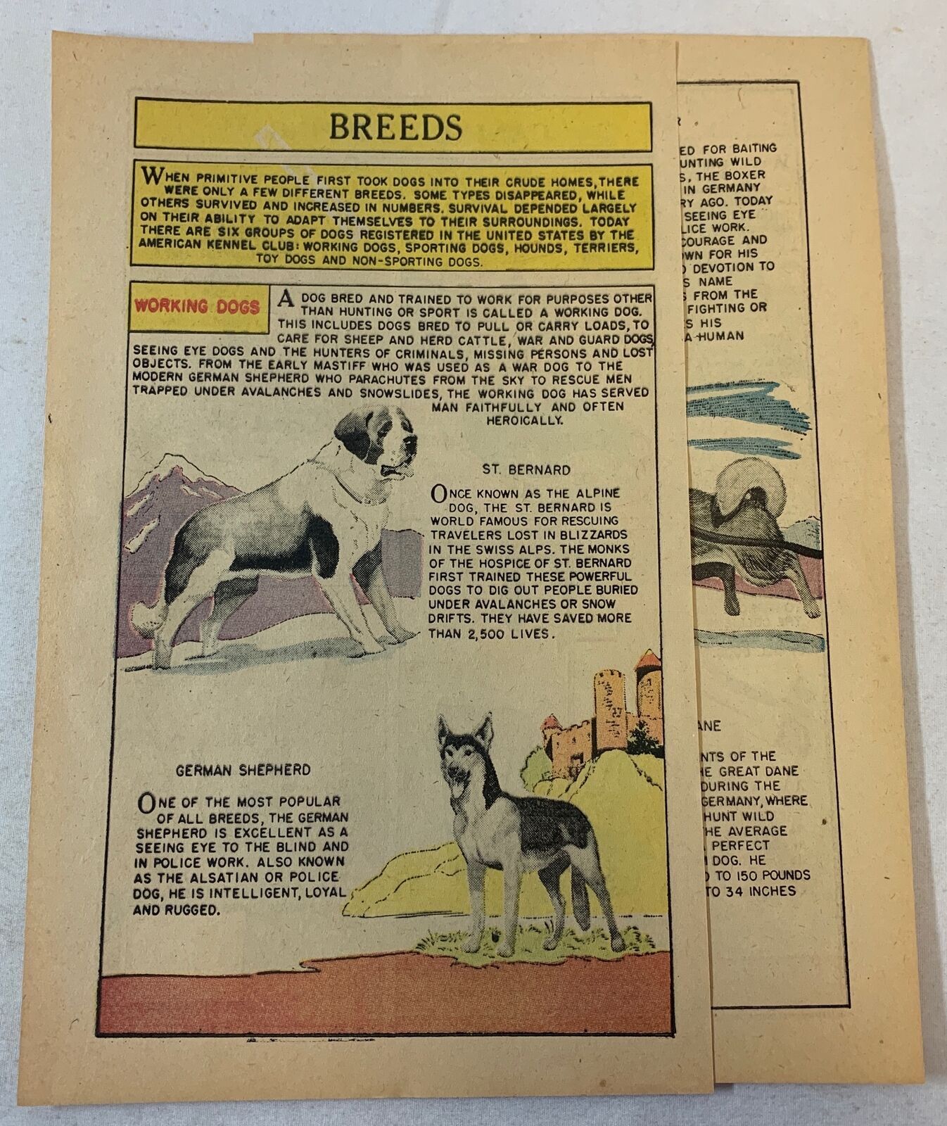 1958 three page cartoon story~WORKING DOGS St Bernard,German Shepherd,Boxer,more