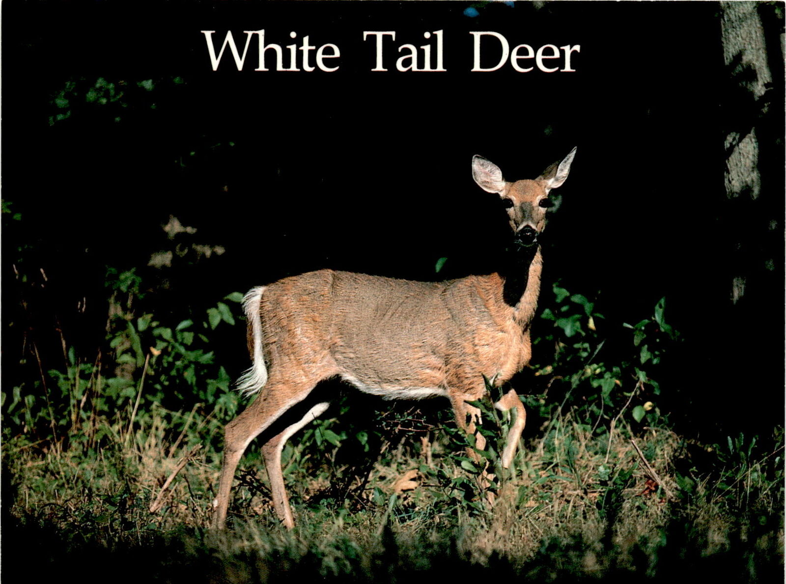 Eau Claire, Wisconsin, natural beauty, wildlife, White Tail Deer, Seth  Postcard