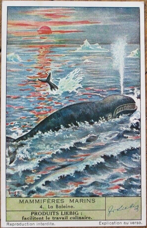 Whale Whales 1920 Liebig Trade Card, Mammiferes Marins, La Baleine
