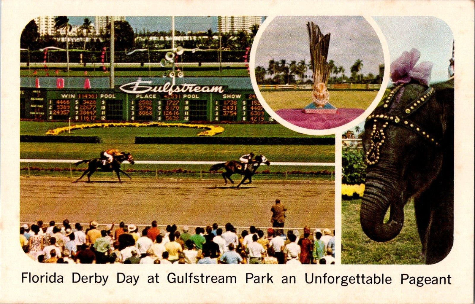 Postcard Florida Derby Day Gulfstream Park Hallandale Florida Chrome Unposted