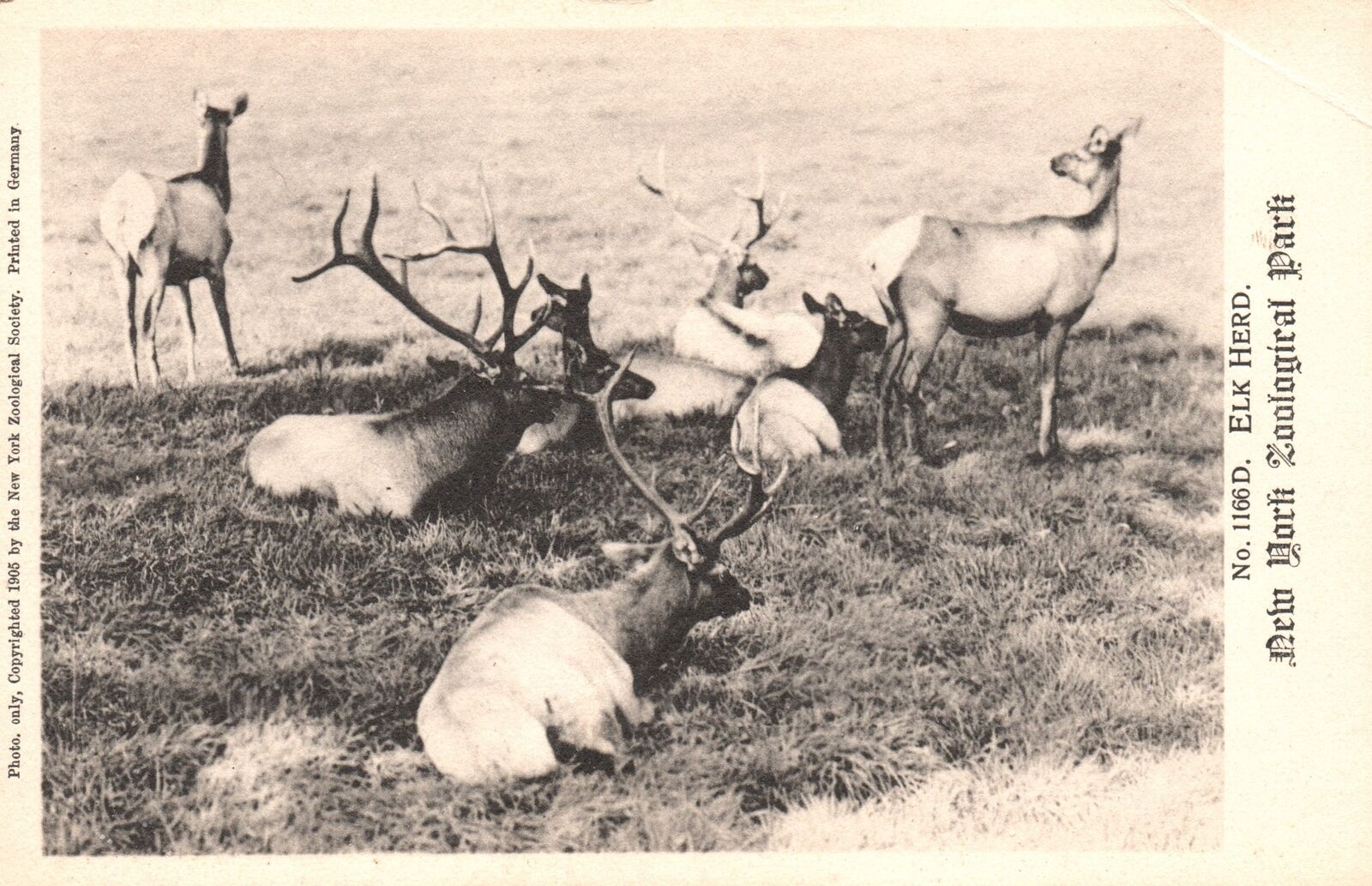 Vintage Postcard Deer On Pastoral Grounds New York Zoological Park
