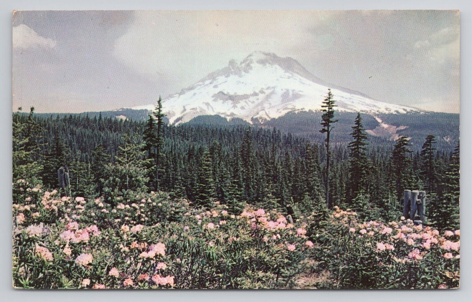 Rhododendron Time At Mt. Hood, Oregon Postcard 3642