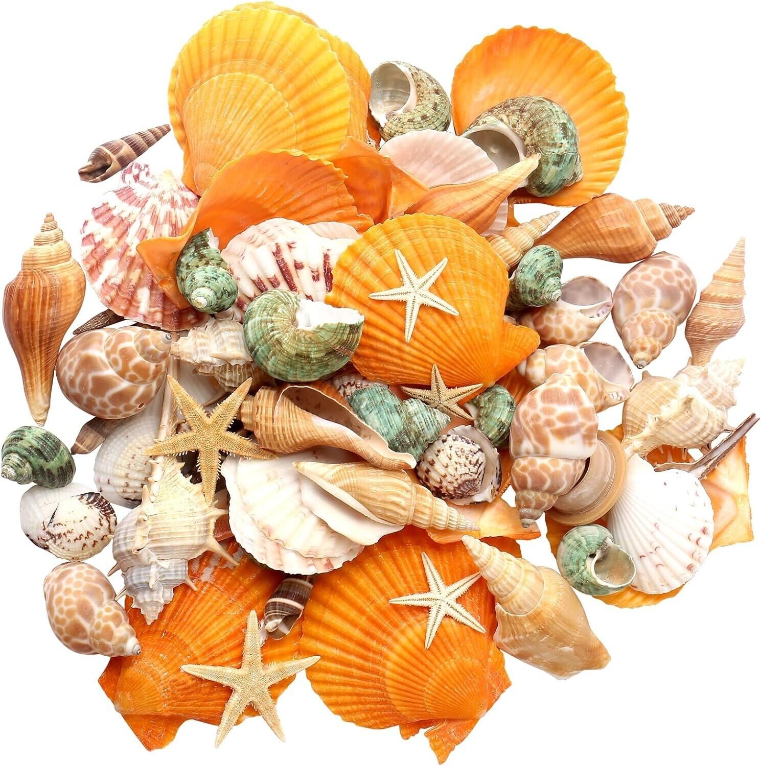 Sea Shells - Beach Mixed Seashells - Various Size up to 2\