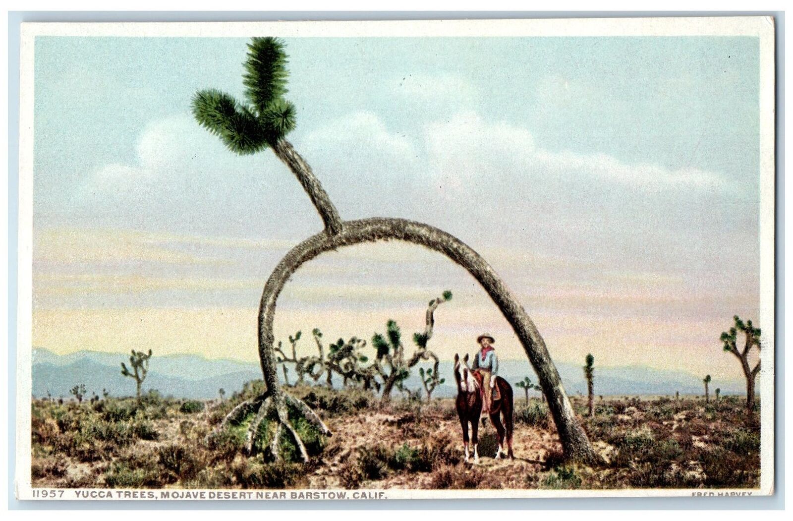 c1940s Yucca Trees Mojave Desert Near Barstow California CA Unposted Postcard