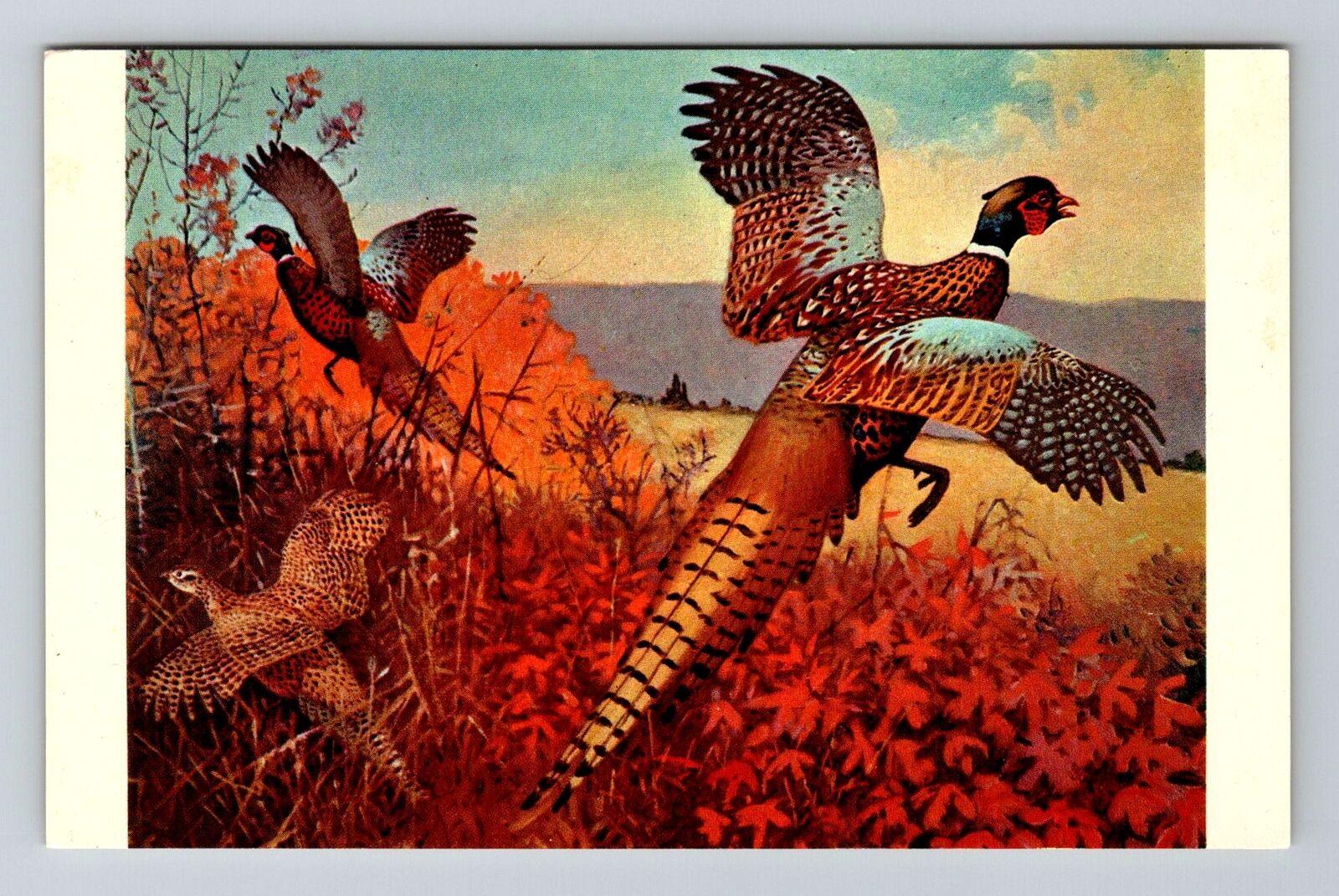 Autumn Splendor View Of Birds, Animals, Vintage Postcard