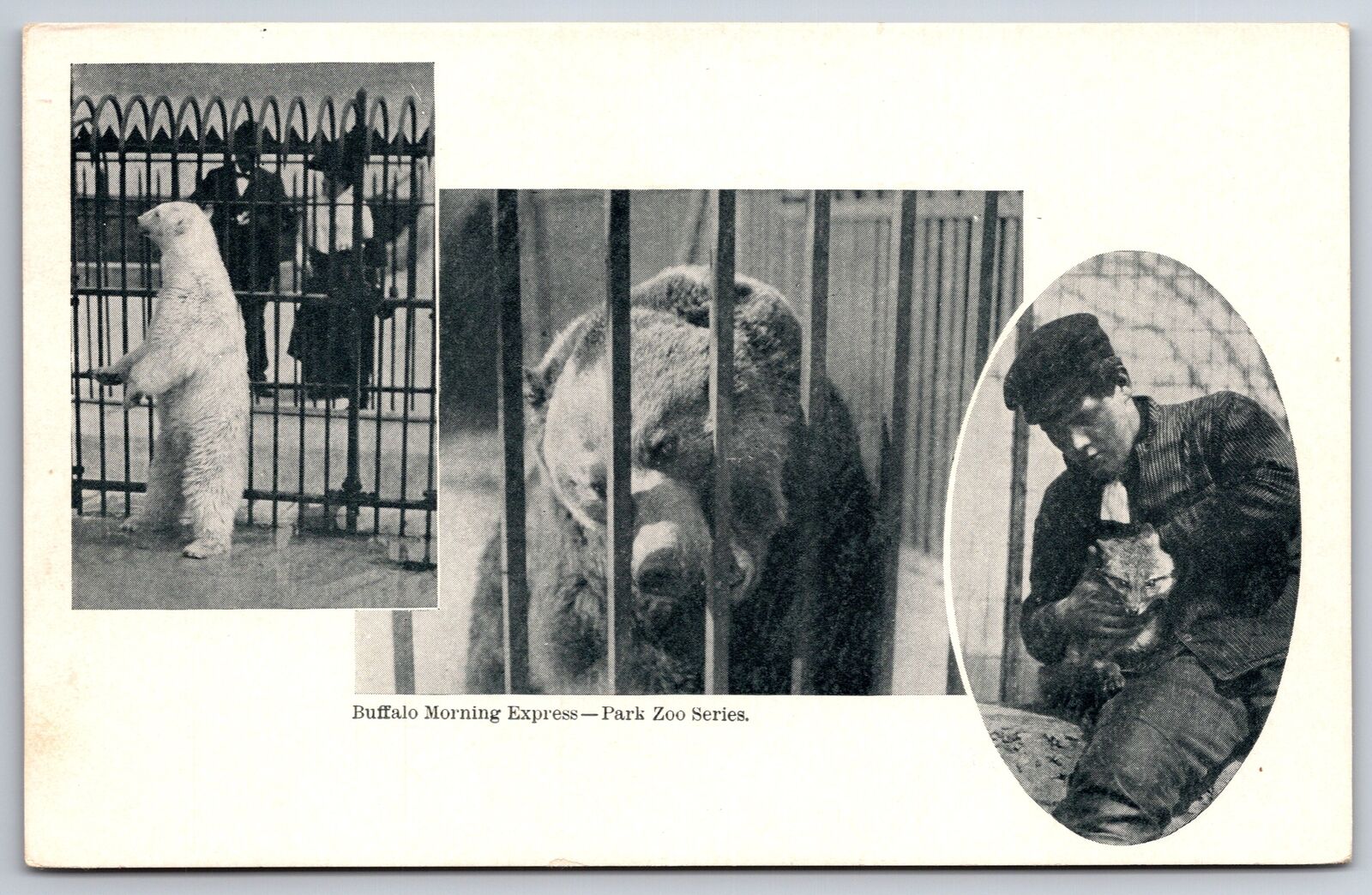 Buffalo NY~Morning Express~Park Zoo Series~Polar Bear~Grizzly Bear~c1905 PC