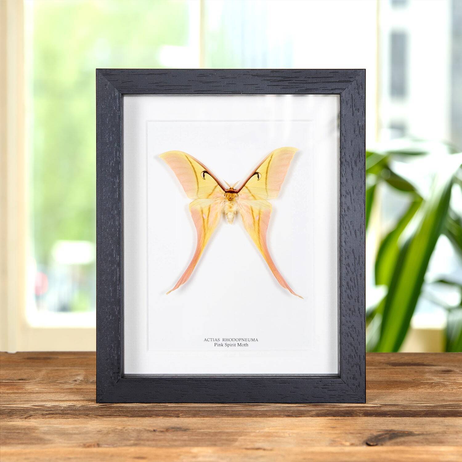 Rarely Seen Pink Spirit Taxidermy Moth Frame (Actias rhodopneuma)
