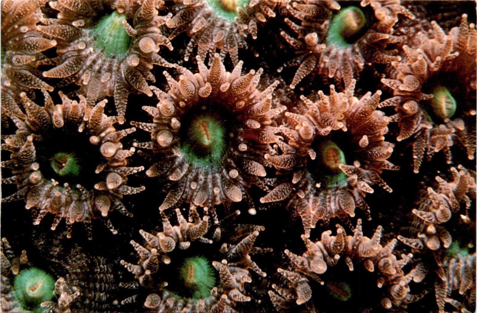 Vintage postcard: Close-up of large star coral