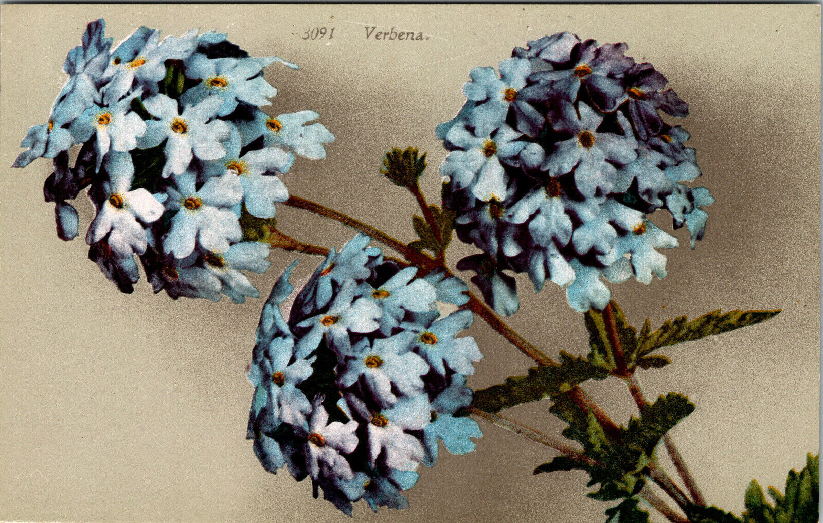Verbena Floral Divided Back Antique C:1907-1915 Flower Postcard 