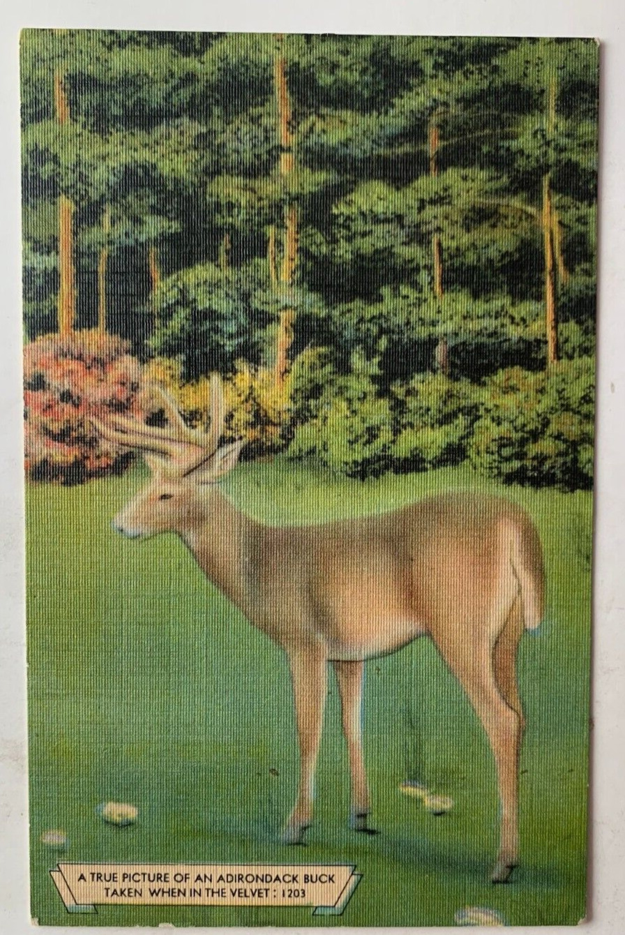 c1940s NY Postcard New York Adirondacks Adirondack Buck in the Velvet deer linen
