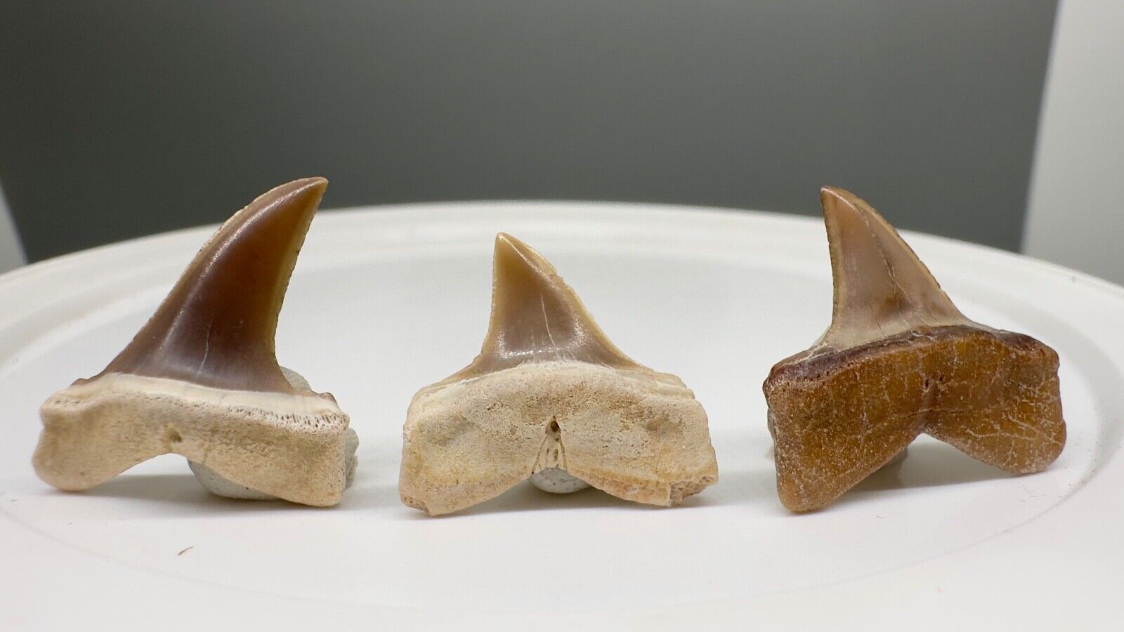 Group of 3 Fossil LONGFIN MAKO Shark Teeth - Ica, Peru