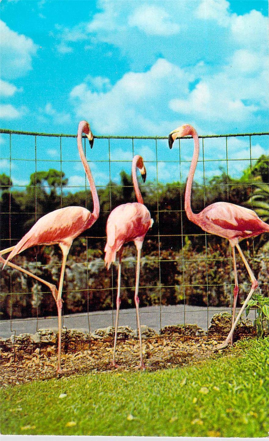 1960\'s Florida\'s Graceful PINK Flamingos Natural color Unused Postcard 