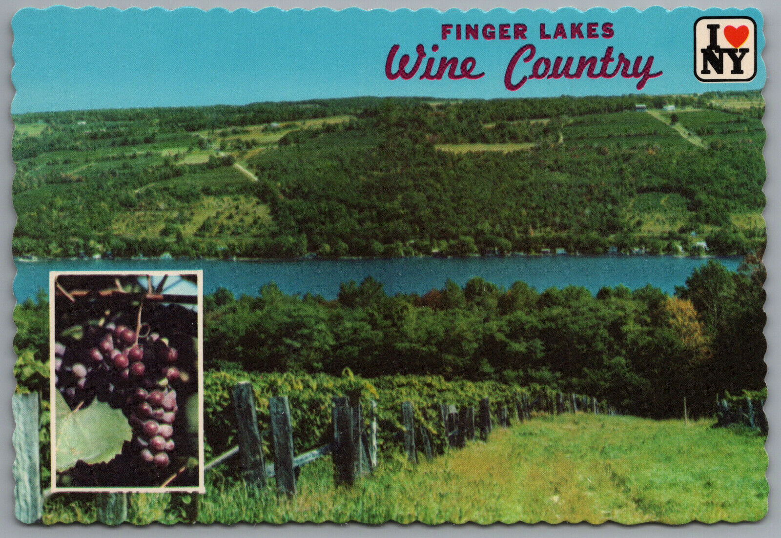 Finger Lakes New York Lake Keuka Wine Country Grapes c1979 Continental 4x6