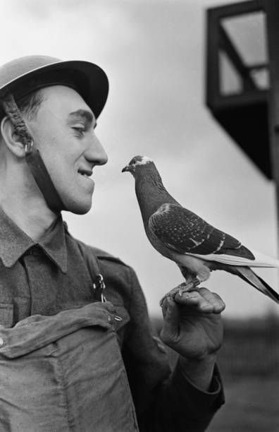 British Army soldier handles a Homing pigeon Air Ministry Pigeo- 1941 Old Photo