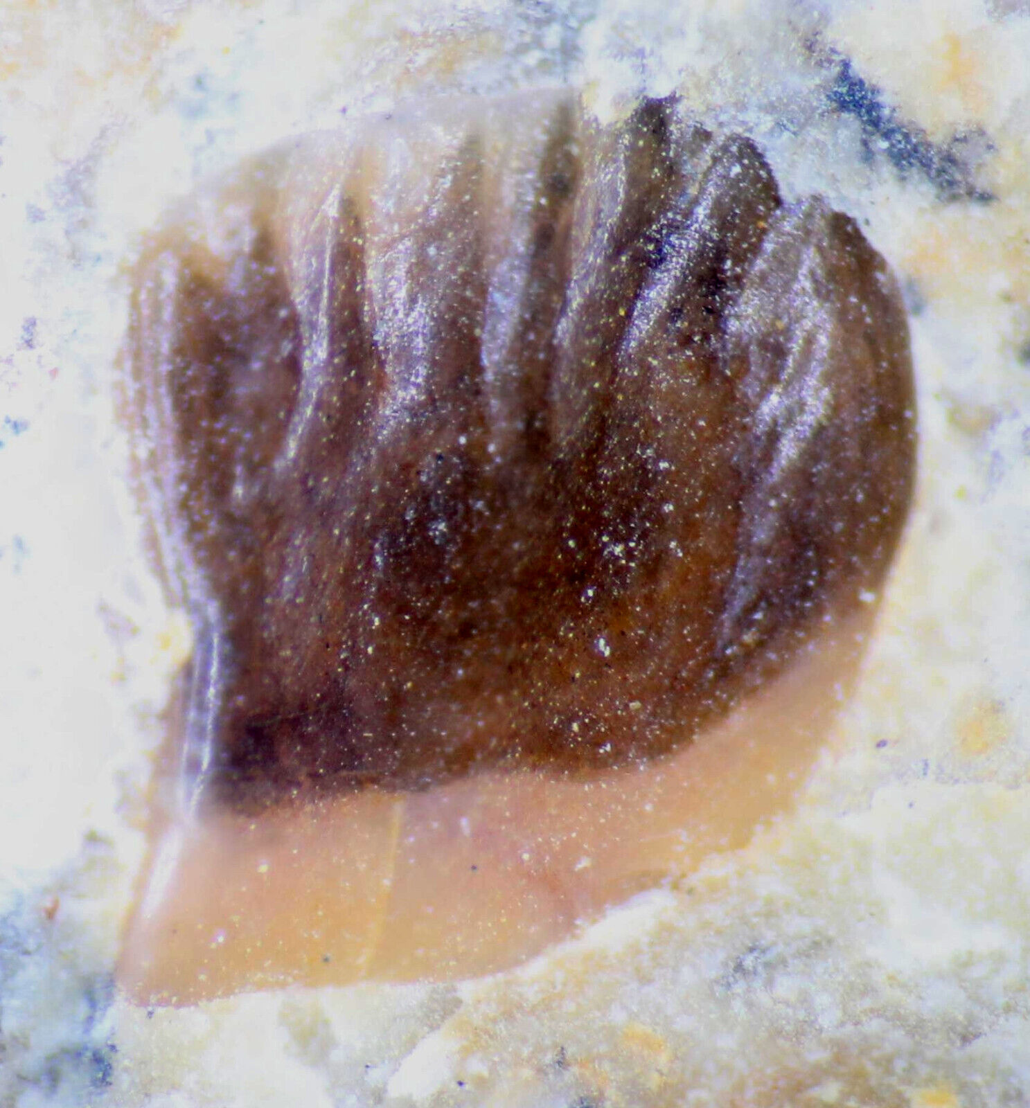 Rare Triassic Lower Muschelkalk fossil fish scale