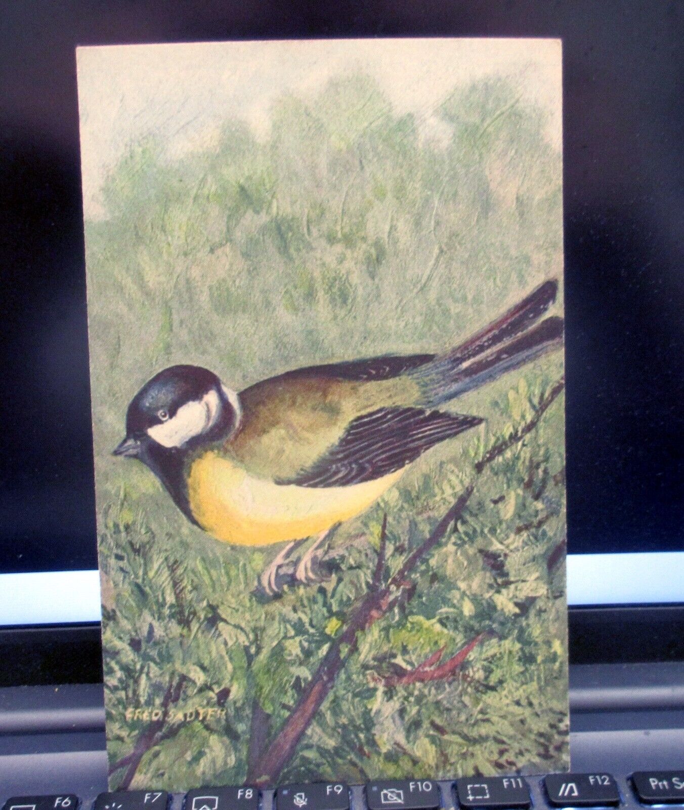 Fred Sauter Birds Wildlife Art Stehli Postcard Switzerland 1956 #72