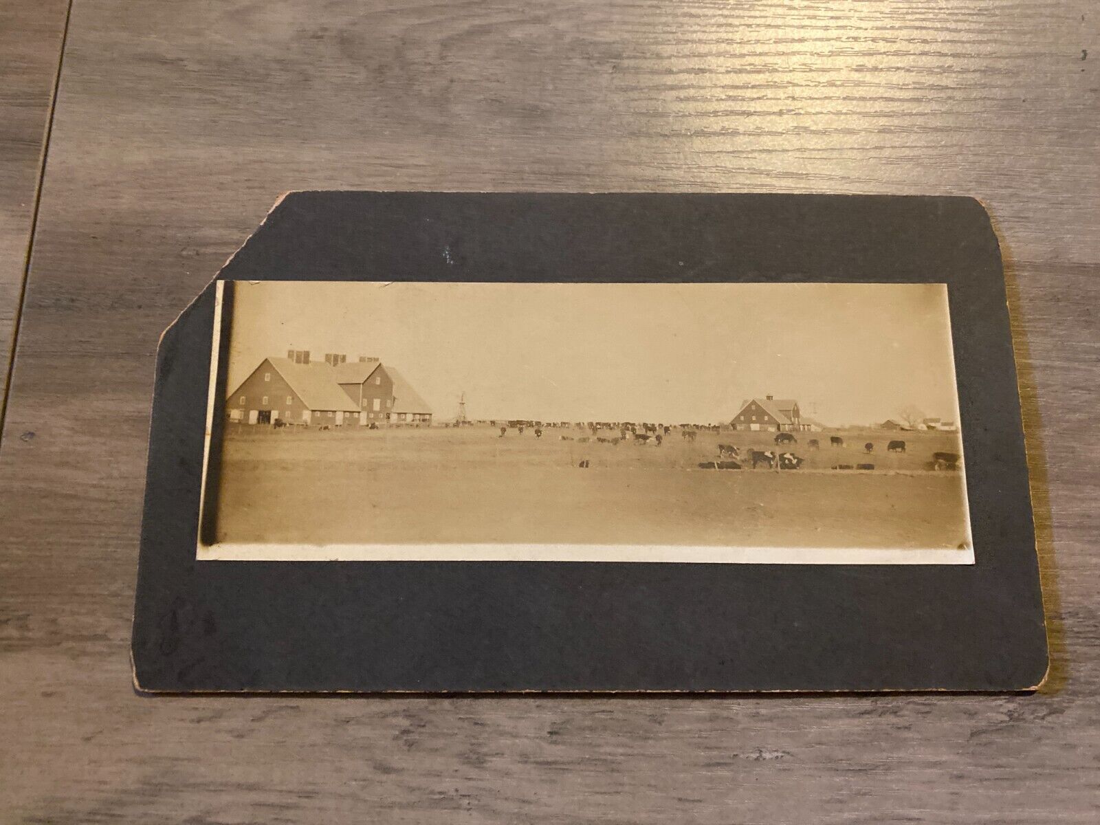 Vintage Cabinet Card Panoramic Photo of Kansas Cattle Farm Ranch Cows
