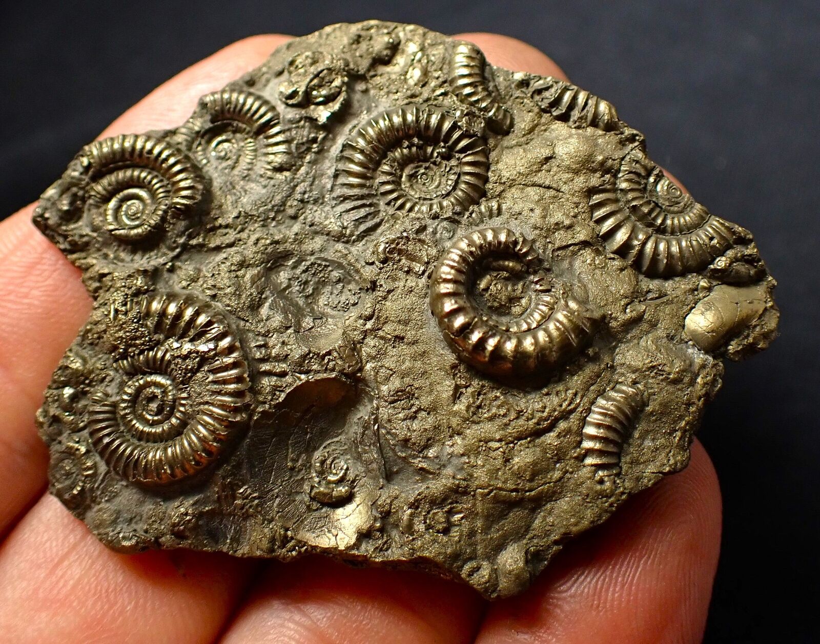 Large, full pyrite multi-ammonite fossil (61 mm) Jurassic Coast Charmouth UK 