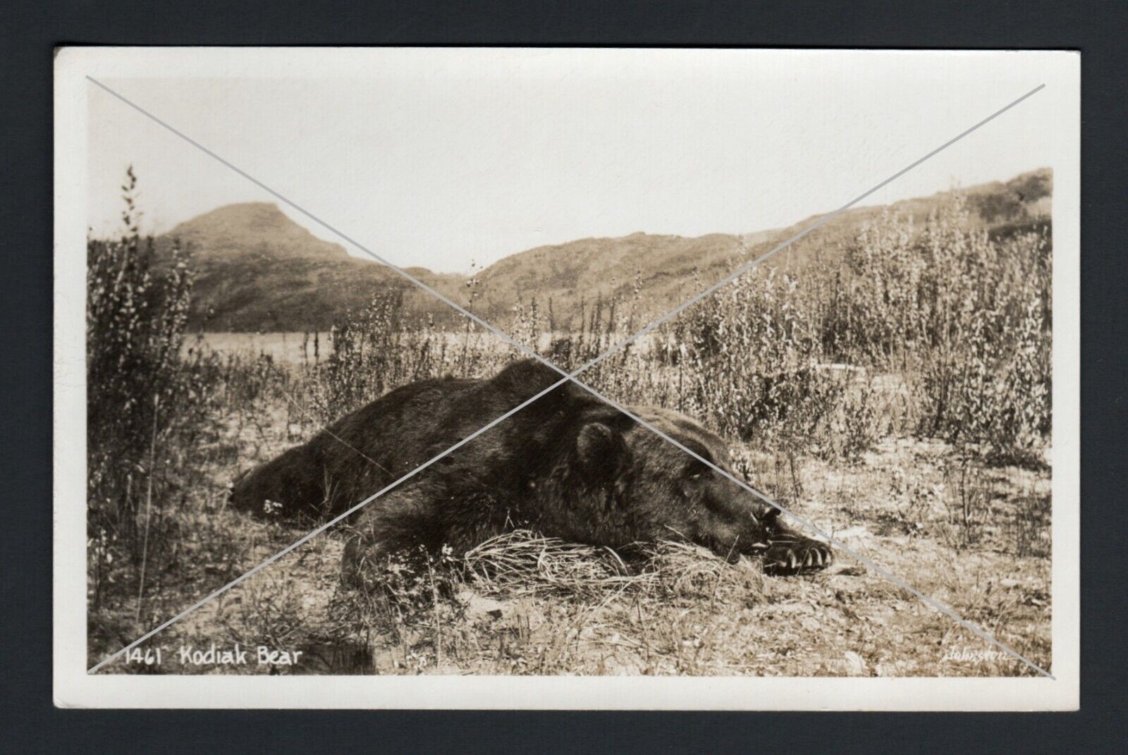 Kodiak Brown Bear Alaska Johnston Kodak 1950-Present RPPC Postcard Vintage