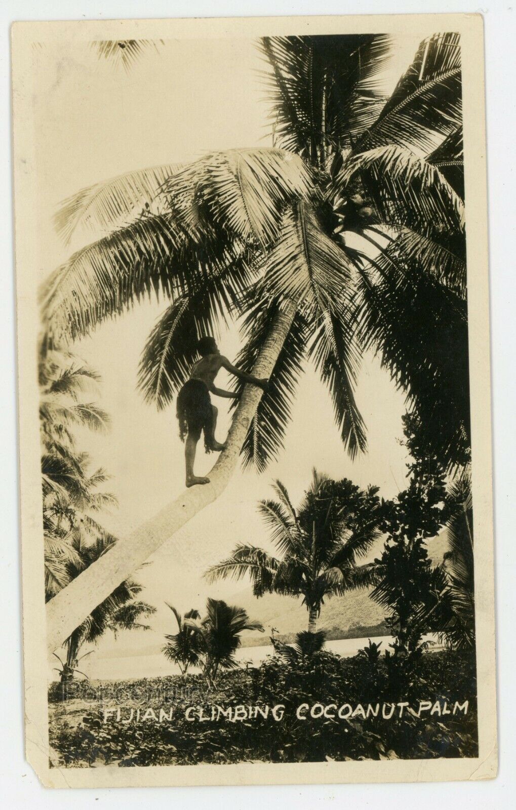 Vintage Photograph 1925 Fiji Fijian Climbing Palm South Seas Islands Sharp Photo