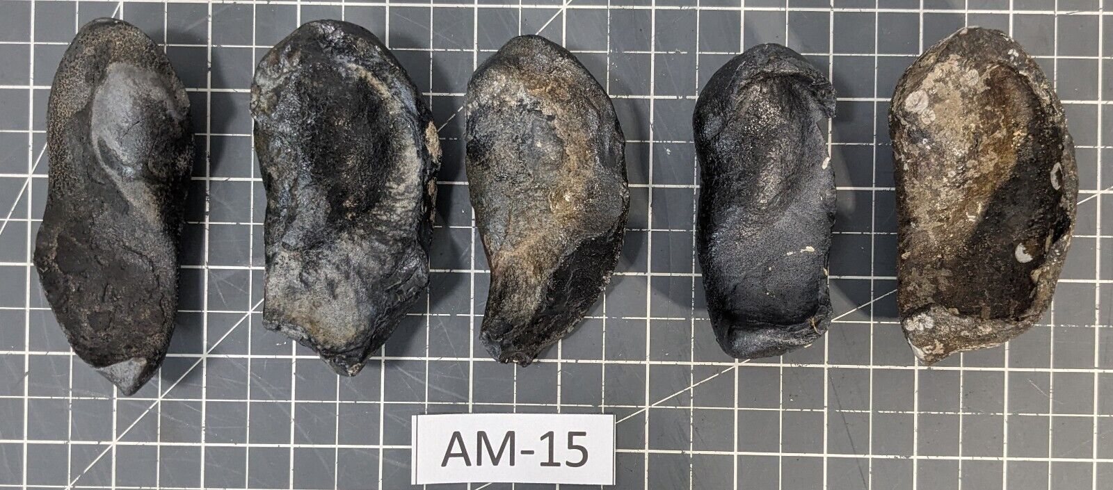 ** (HUGE) (5) Fossilized Whale Ear Bones (~790g) AM-15