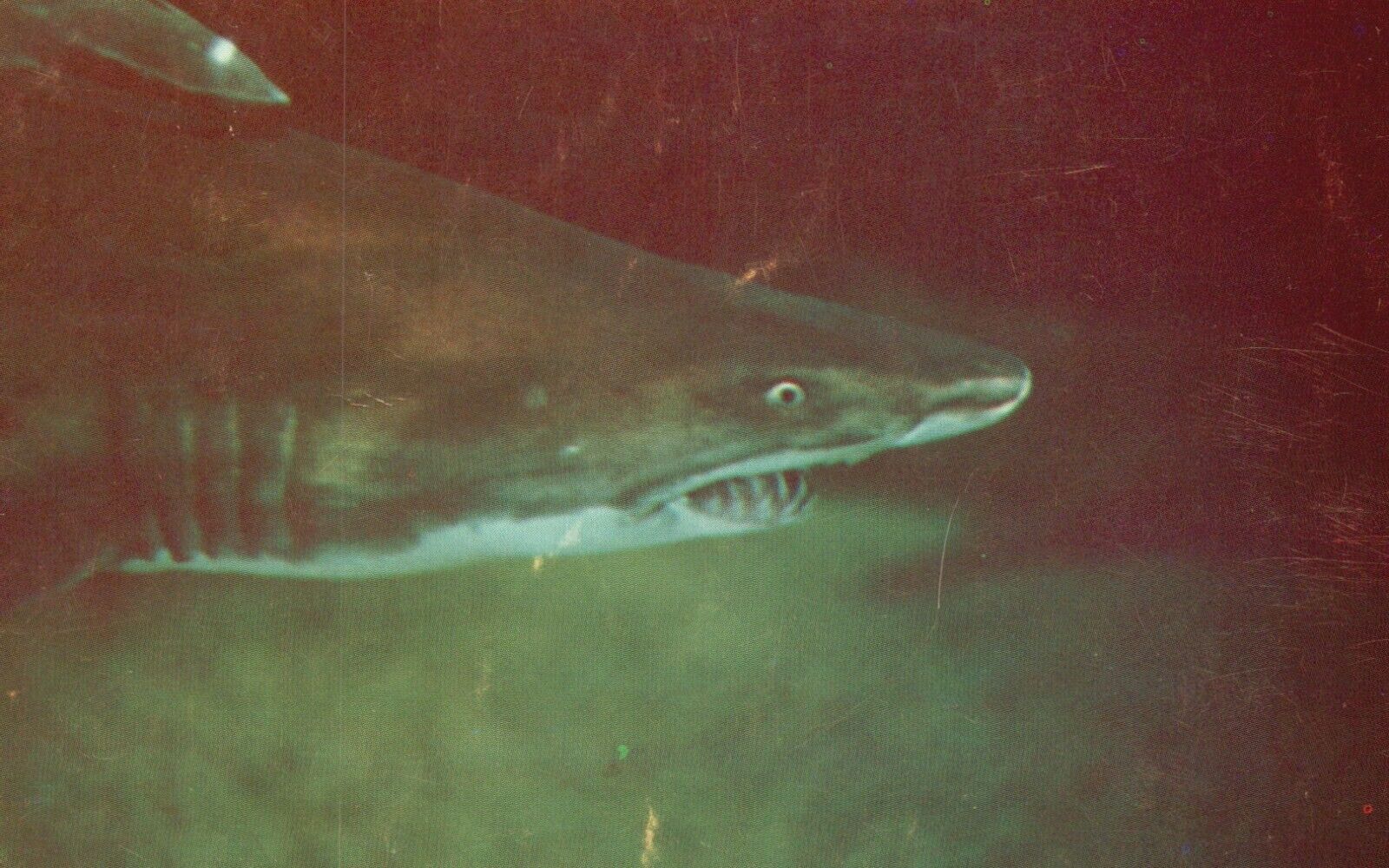 Postcard PA Philadelphia Sand Tiger Shark Aquarama Theater of the Sea PC J5444