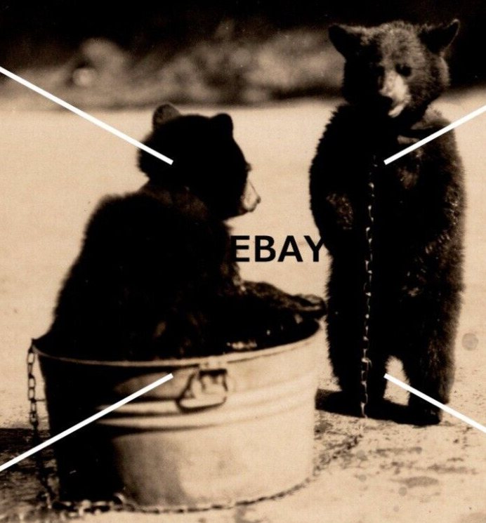 C 1926-1940s RPPC Postcard Hawleys Tavern 2 Bear Cubs Chained Wash Tub FS Rinker