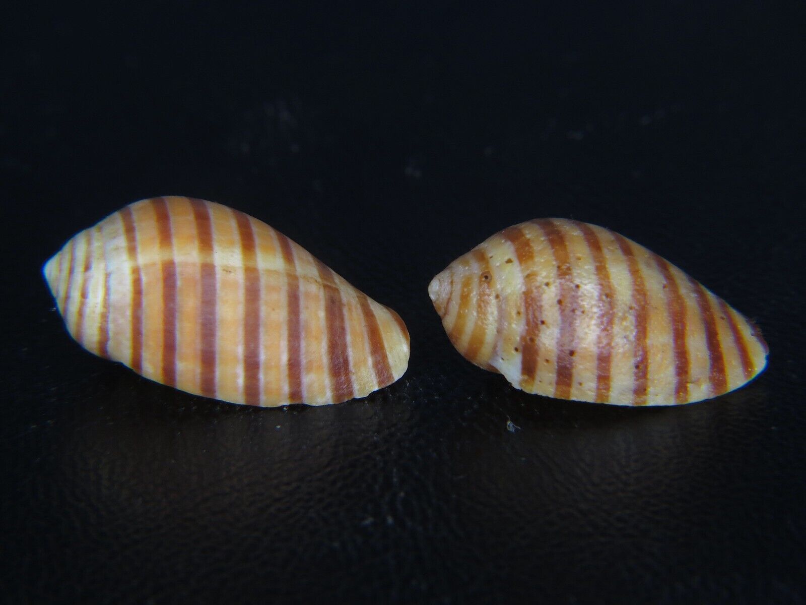 VEXILLA VEXILLUM: 20.24MM-THE ONE ON THE RIGHT IS FREE FROM HAWAII