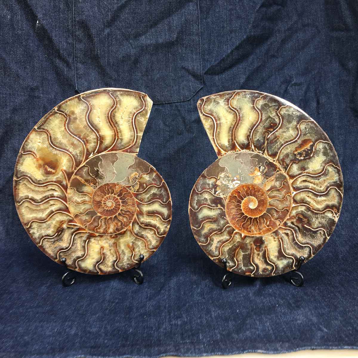 1986g Natural Ammonite Disc Fossil Conch Specimen Healing 