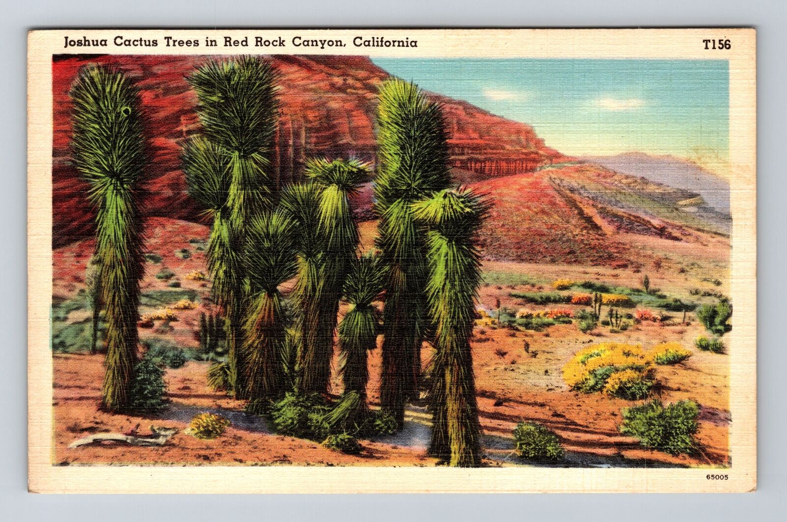 Red Rock Canyon CA-California, Joshua Cactus Trees, Vintage Postcard