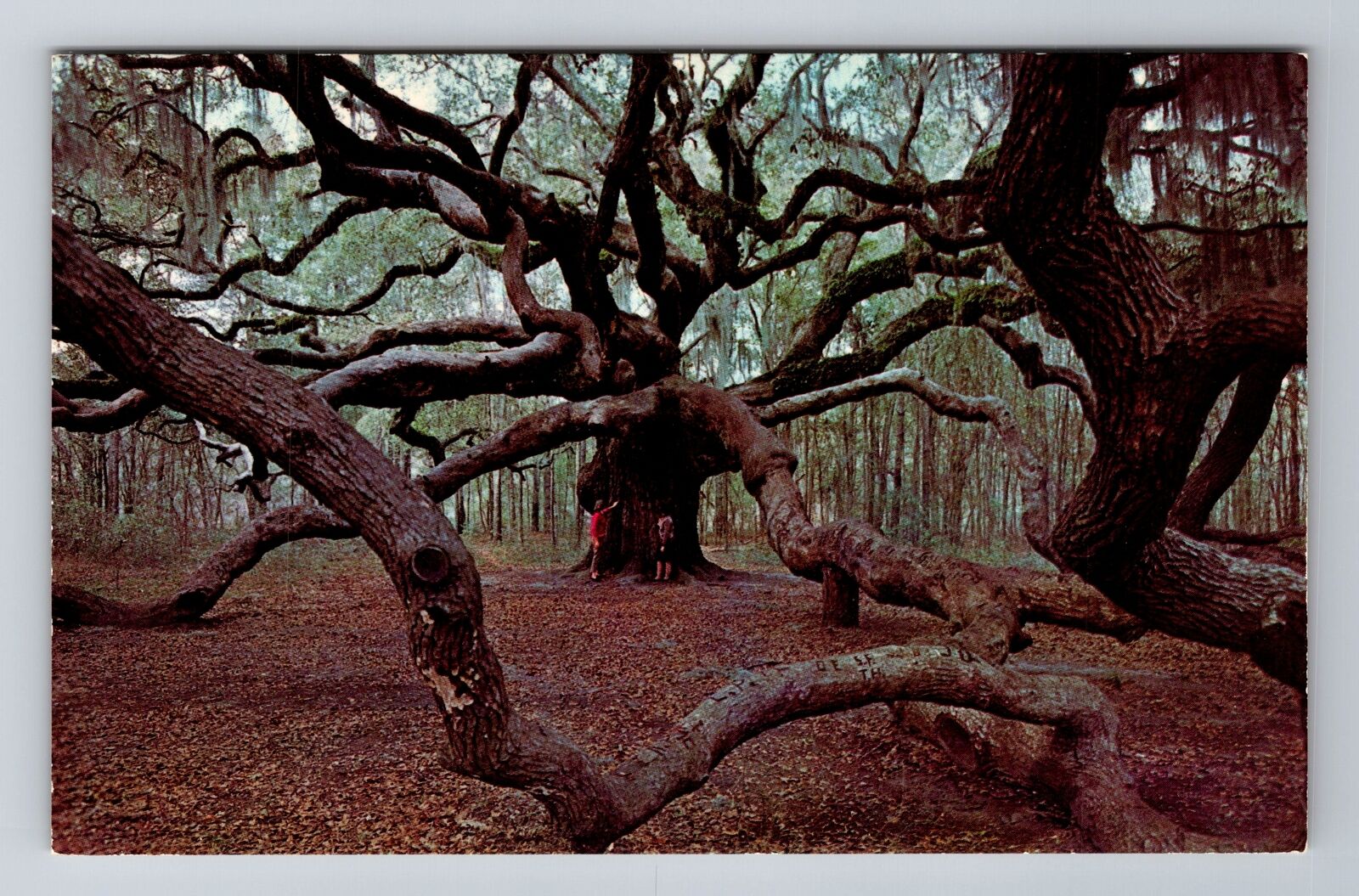 John's Island SC-South Carolina, The Angel Oak, Antique, Vintage Postcard