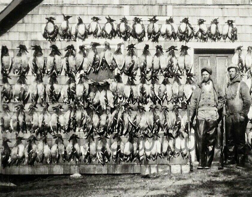 ANTIQUE REPRO PHOTOGRAPH PRINT DUCK HUNTING WALL FULL OF DUCKS
