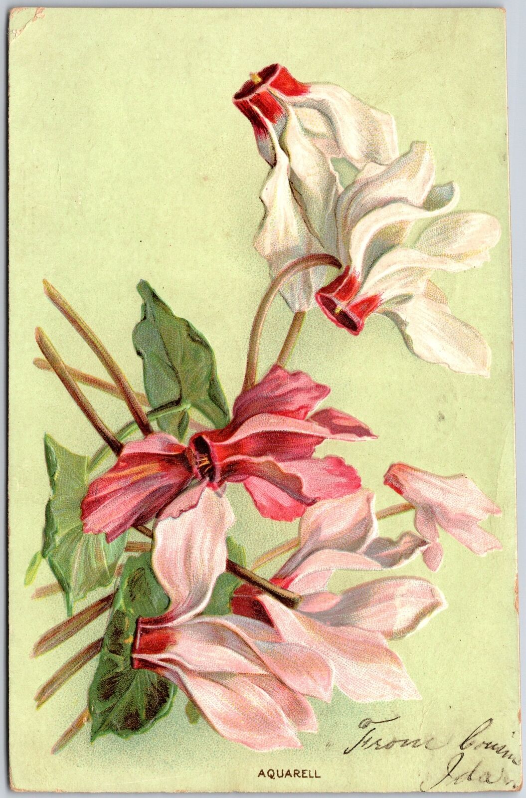 1907 Flower Colorful Beauiful Petals Greetings Wishes Card Posted Postcard
