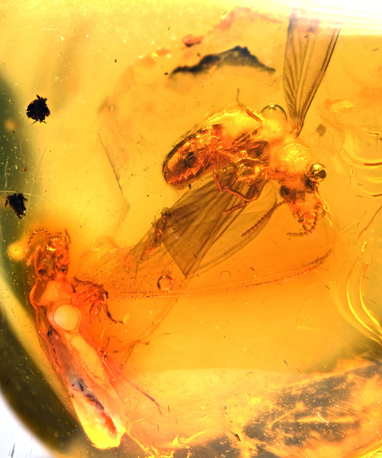 Two Isoptera (Termite), Fossil Inclusion in Dominican Amber