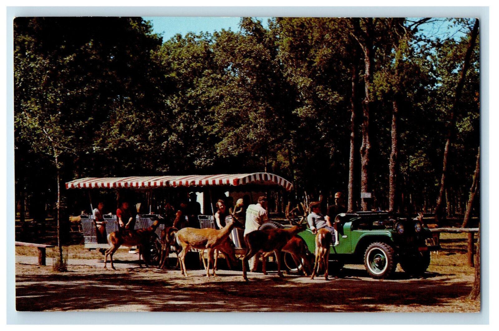 c1960s Wisconsin Deer Park Jeep Safari Ride Winsconsin Dells WI Postcard