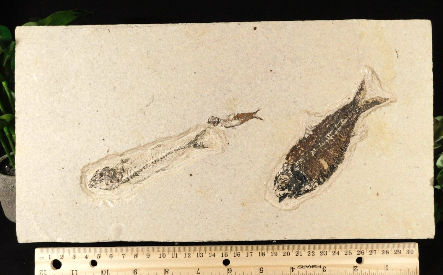 TWO Different Species Mioplosus and Knightia FISH Fossils From Wyoming 1484gr