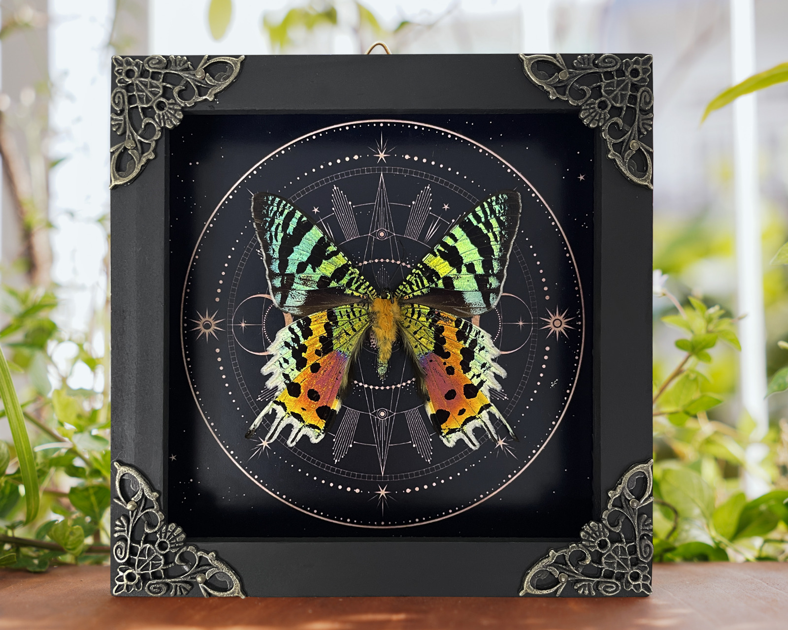 Real Sunset Moth Urania Ripheus Frame Dried Taxidermy Insect Butterfly Astromomy