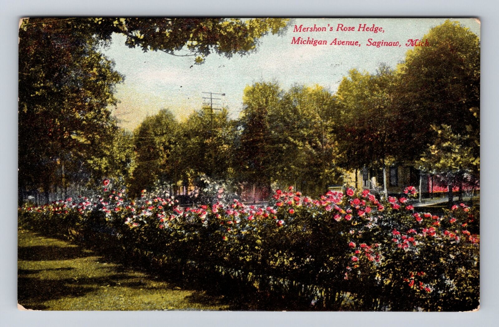 Saginaw MI-Michigan, Mershon\'s Rose Hedge, Antique Vintage c1912 Postcard