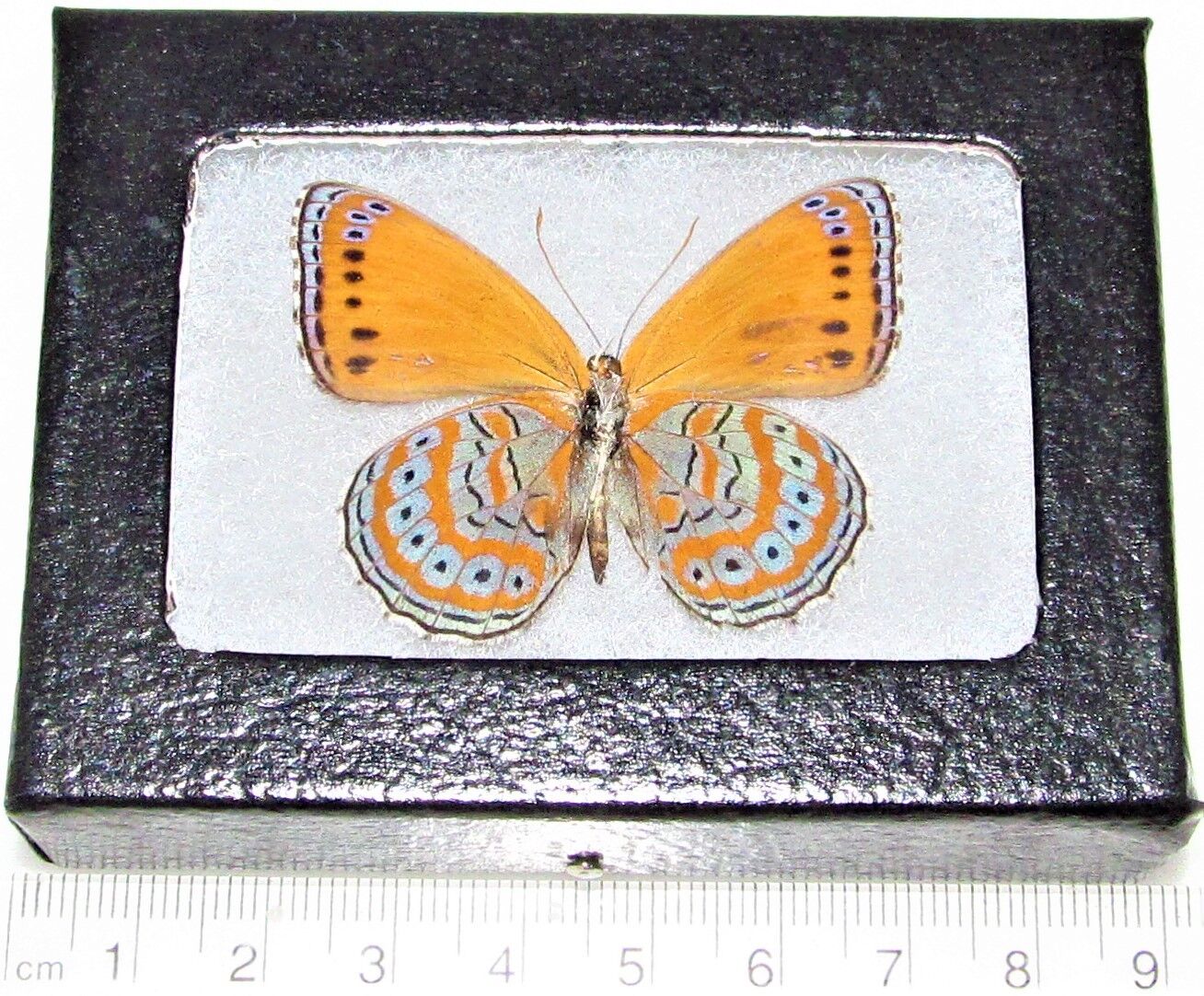 Crenis pechueli verso REAL FRAMED BUTTERFLY GOLD AFRICA